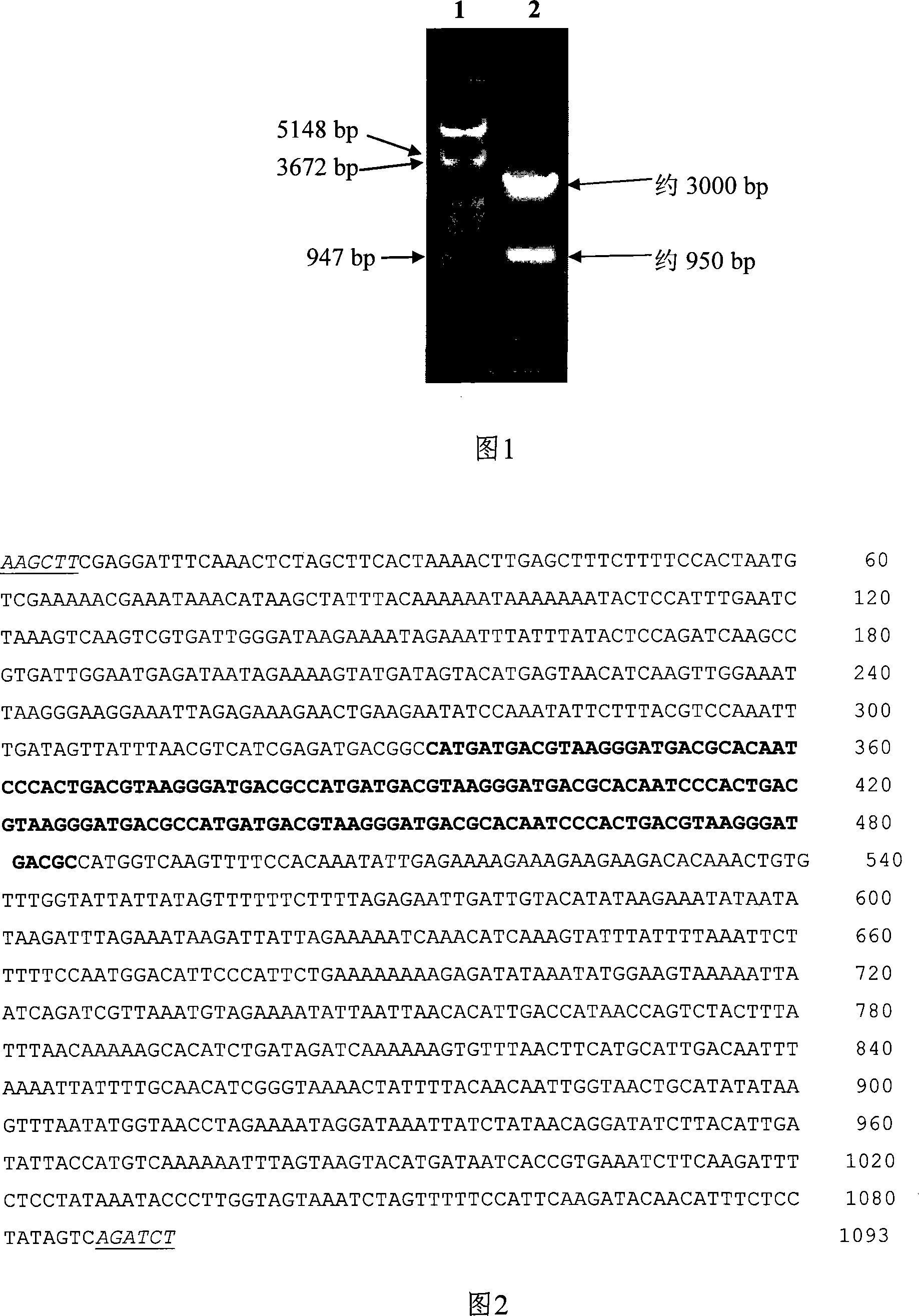 Inducing reinforced composing type promoter and uses thereof