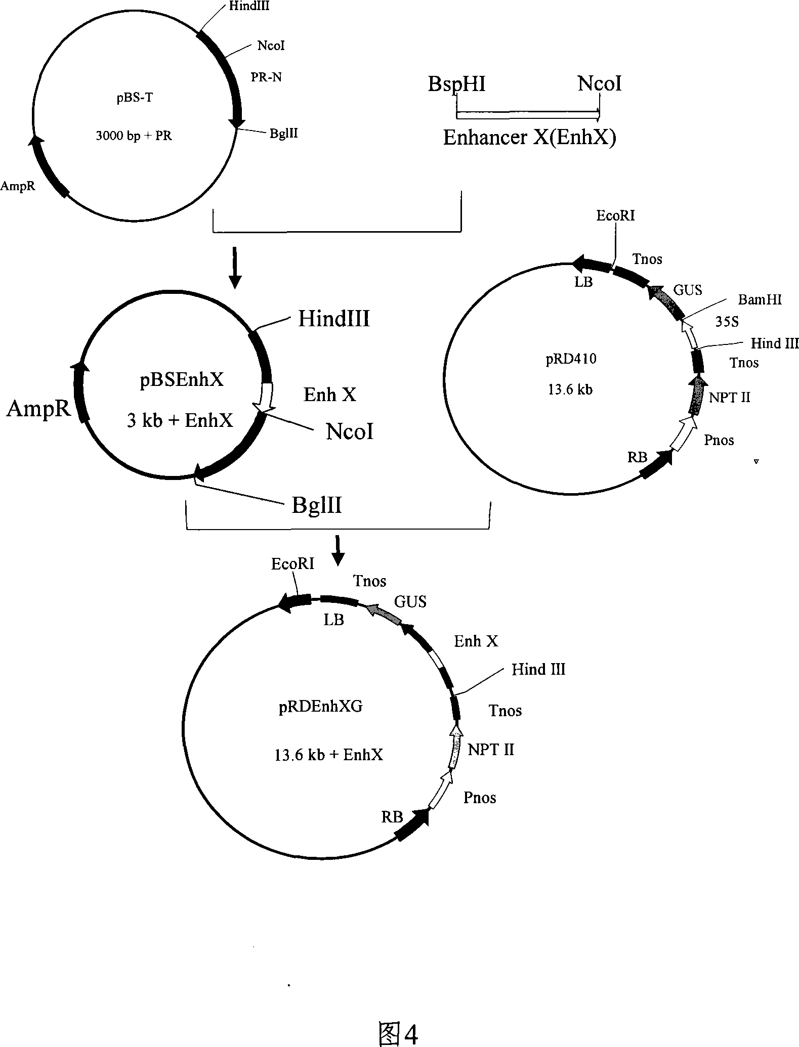 Inducing reinforced composing type promoter and uses thereof