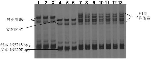 Nucleotide primer combination and detection method for rapid identification of the purity of ribbed loofah 'Yalu 6' hybrid seeds