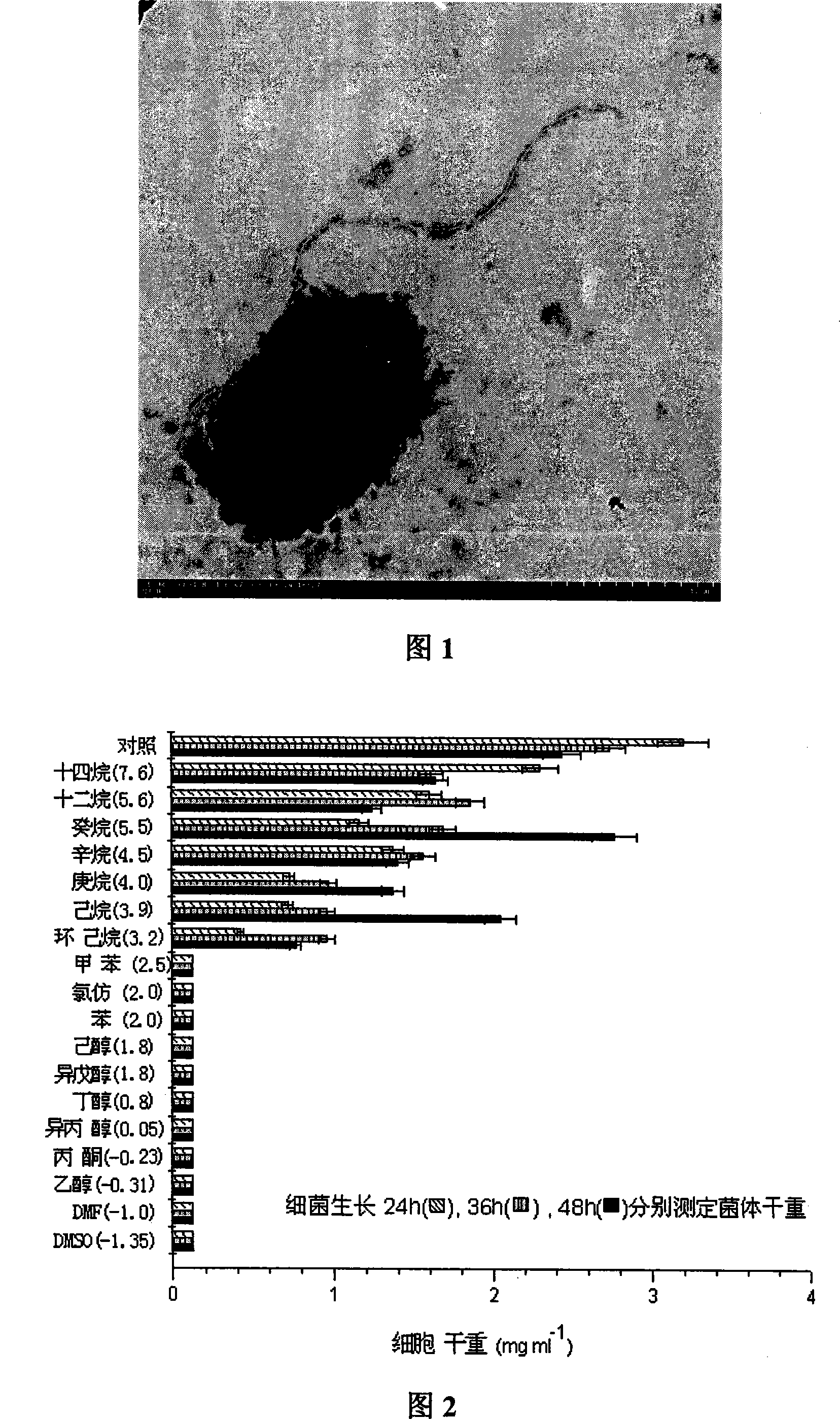 Organic solvent resisting proteinase high-yield bacterium, gene and application of the organic solvent resisting proteinase