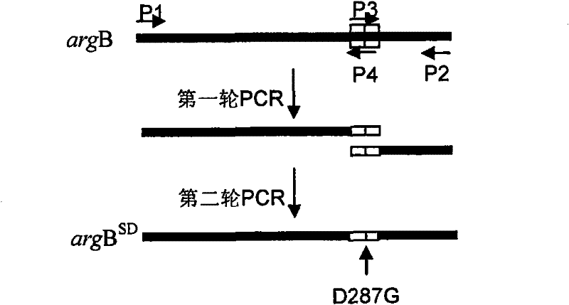 Method for improving yield of arginine by mutation of Corynebacterium crenatum N-acetyl glutamic acid kinase