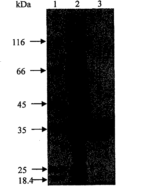 Method for improving yield of arginine by mutation of Corynebacterium crenatum N-acetyl glutamic acid kinase