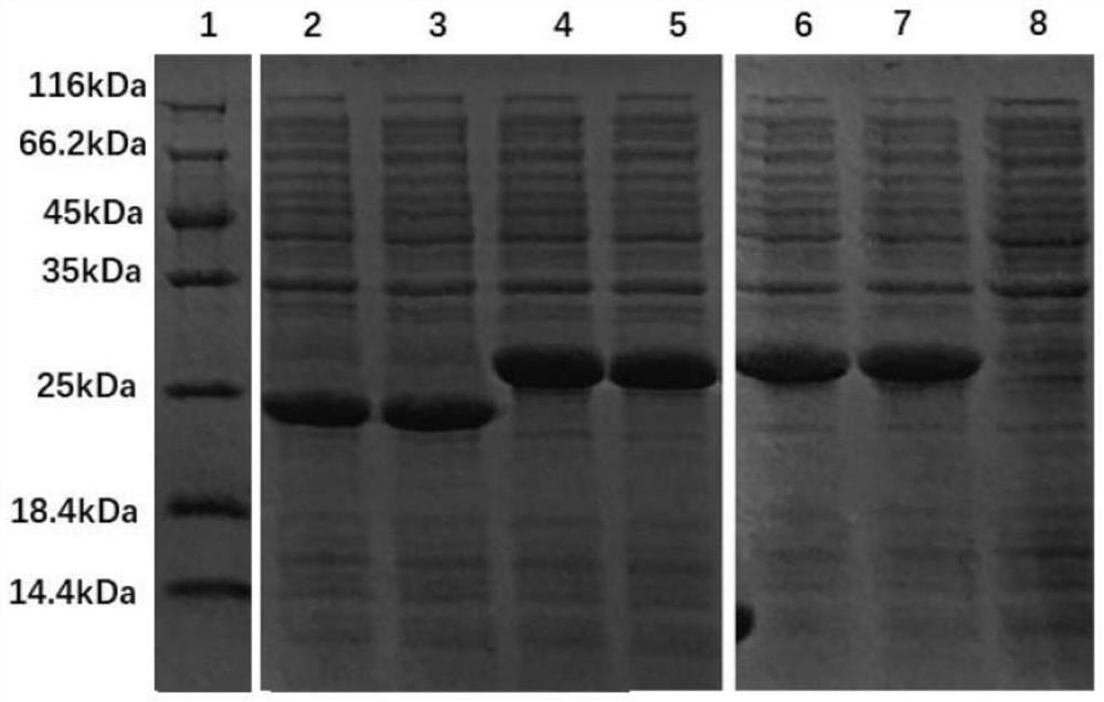 Uridine phosphatase mutant and application thereof