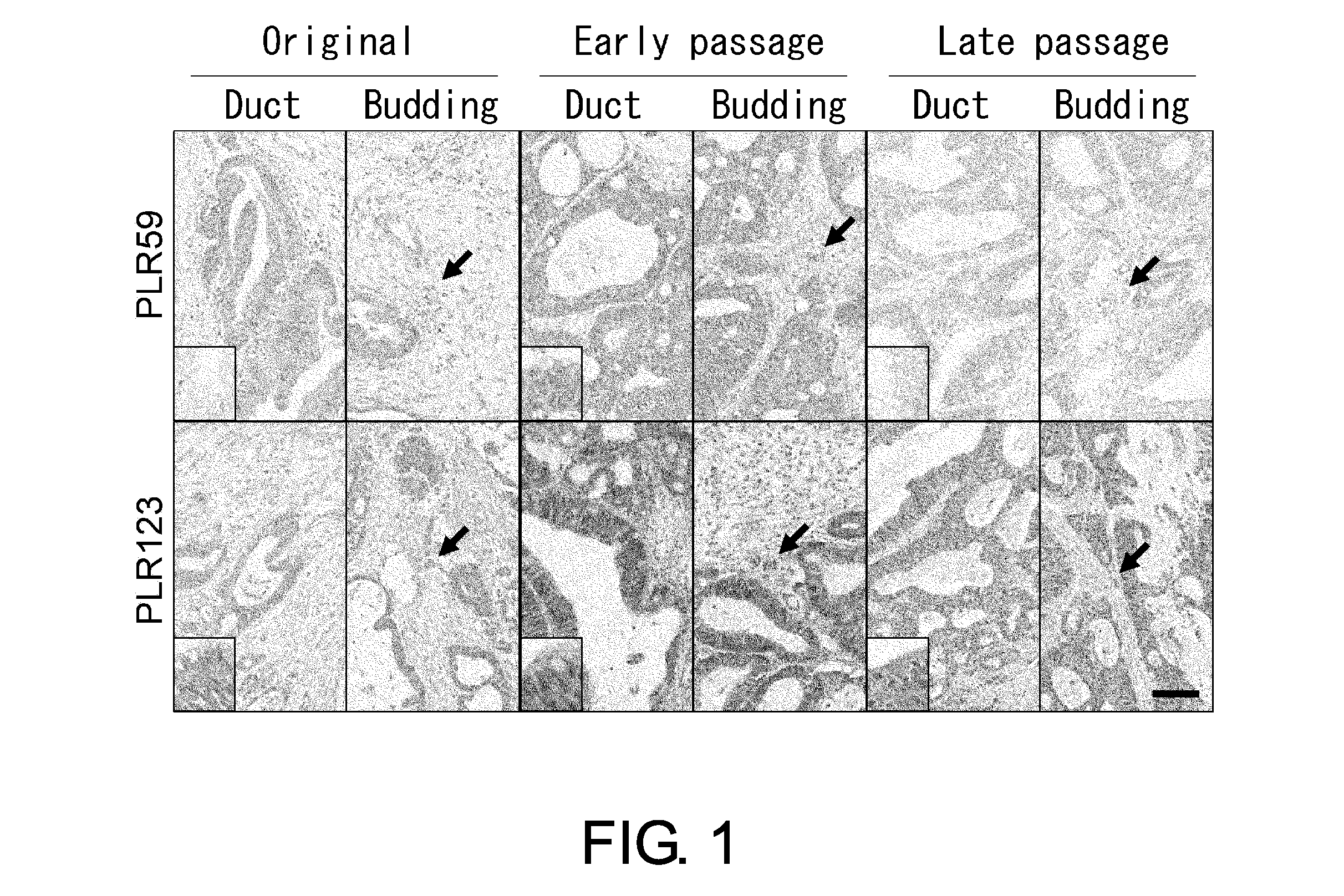 Cancer stem cell-specific molecule