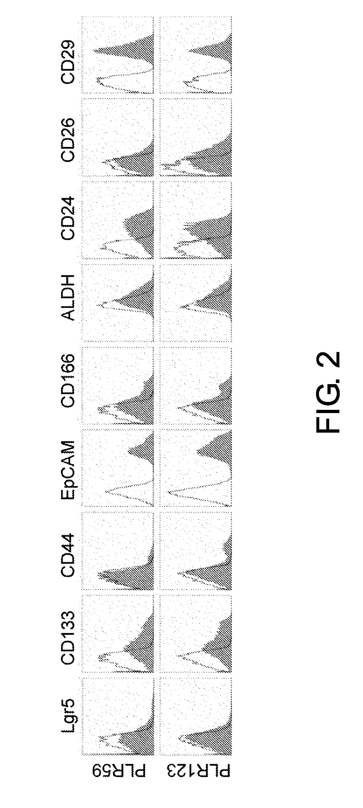 Cancer stem cell-specific molecule