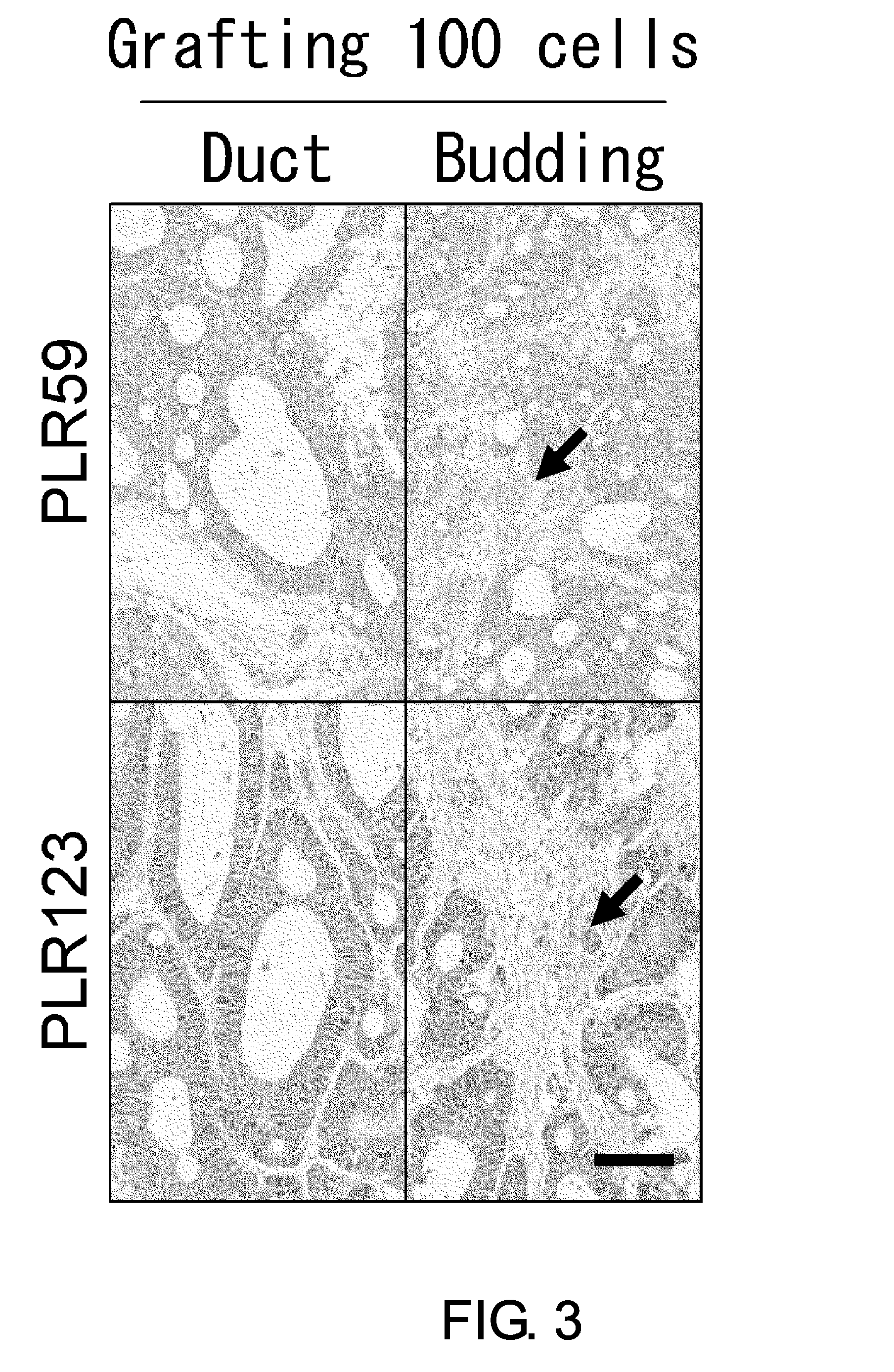 Cancer stem cell-specific molecule