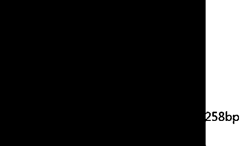 Molecular probe for detecting African swine fever virus, kit and application thereof