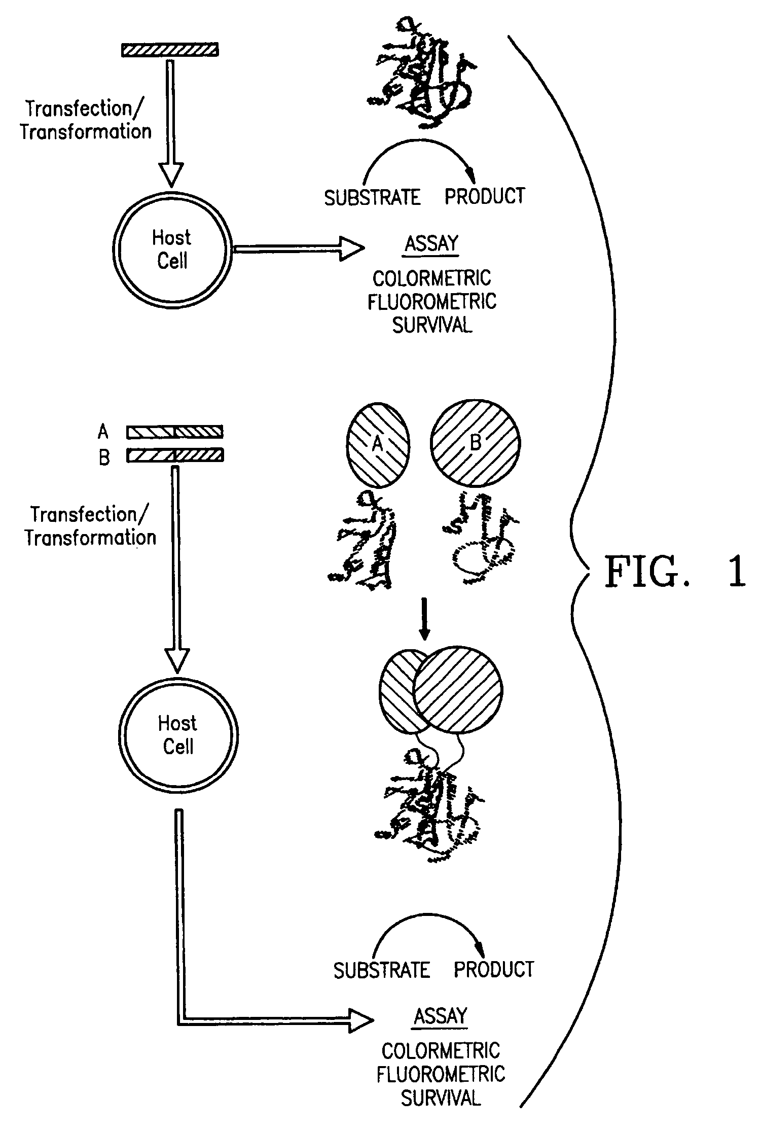 Protein fragment complementation assays in whole animals applications to drug efficacy, ADME, cancer biology, immunology, infectious disease and gene therapy