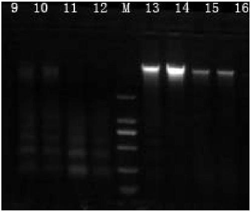 Genome DNA (Deoxyribonucleic Acid) preservation solution of saliva and oral cavity swab