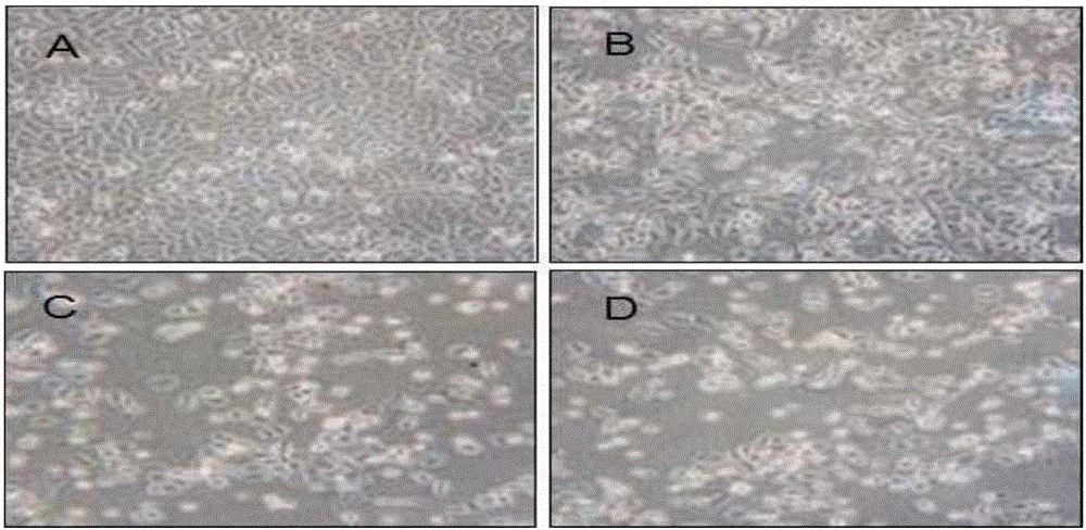 Novel application of artesunate