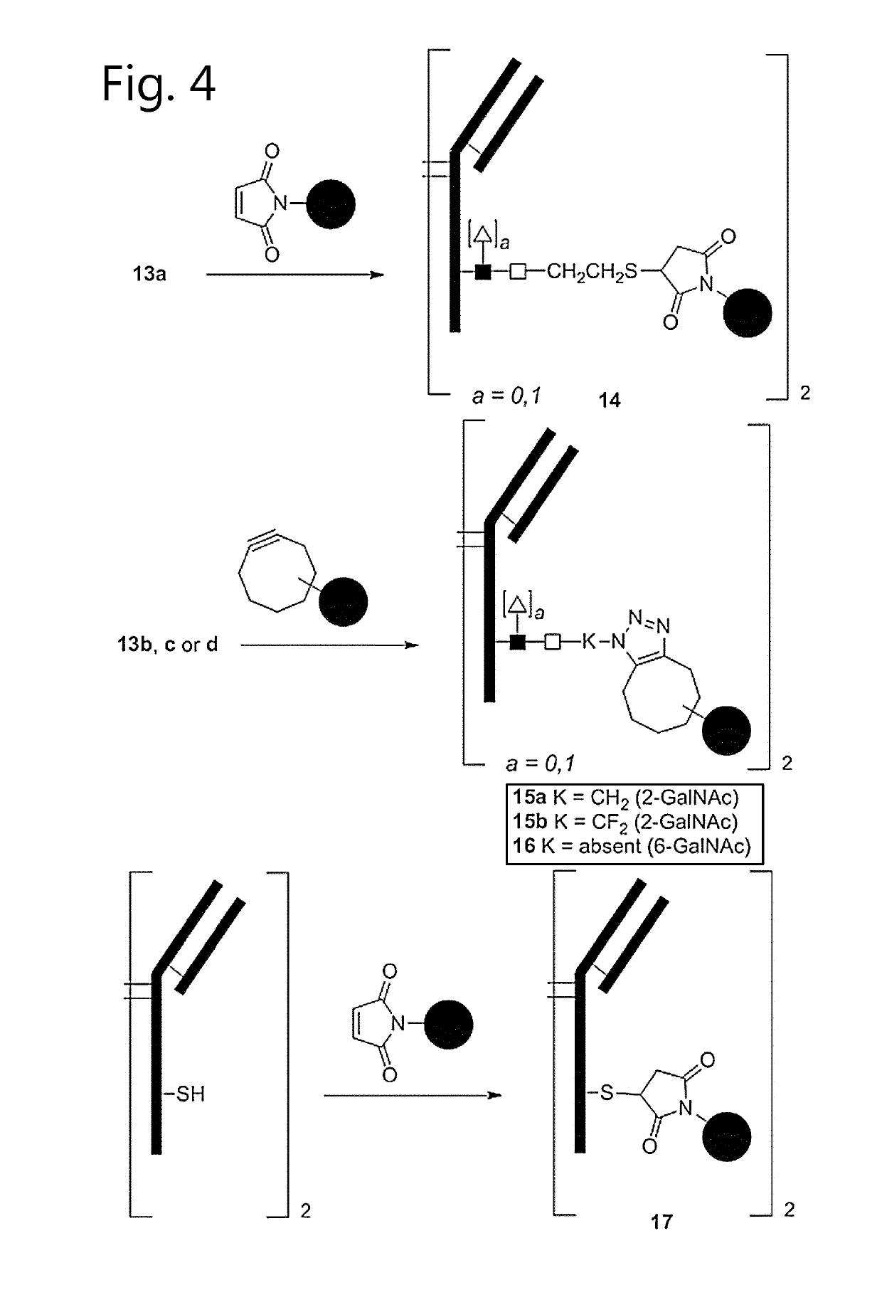 Antibody-conjugates with improved therapeutic index for targeting cd30 tumours and method for improving therapeutic index of antibody-conjugates