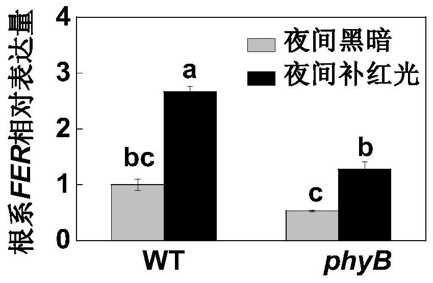 A method for increasing iron content in tomato fruit