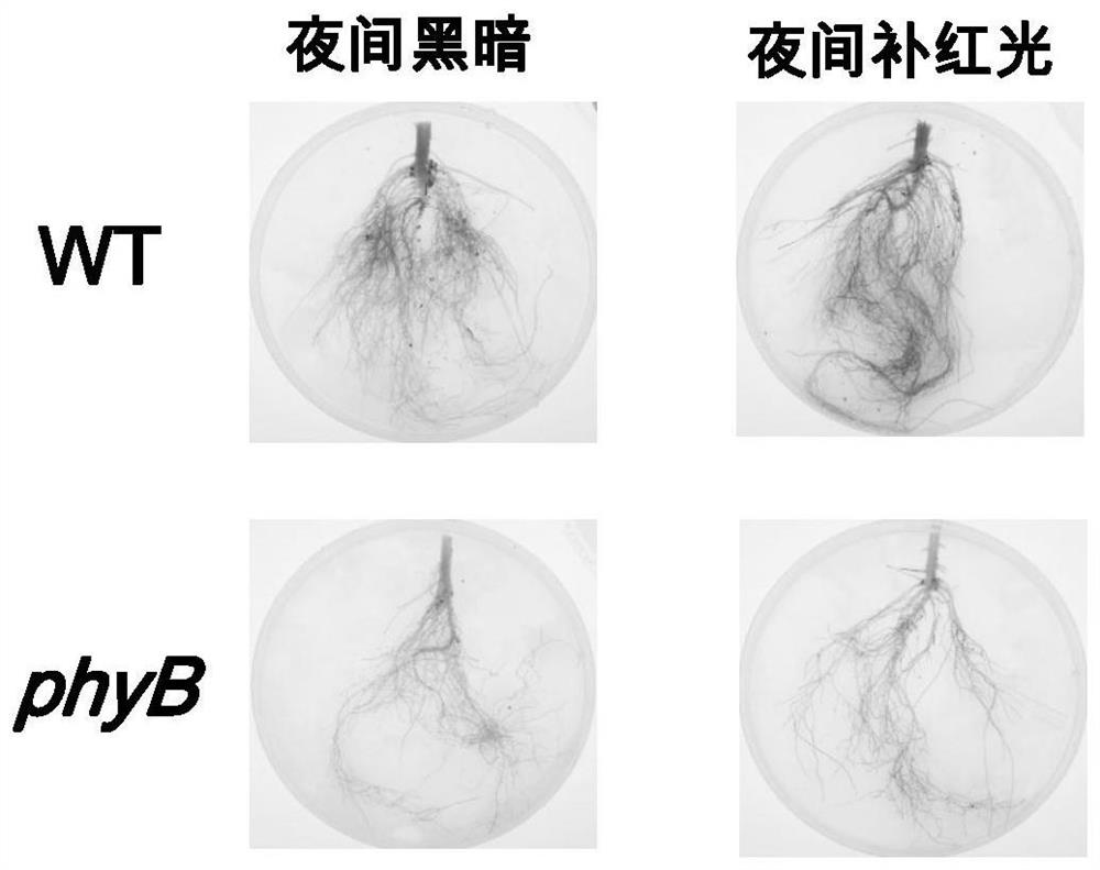 A method for increasing iron content in tomato fruit