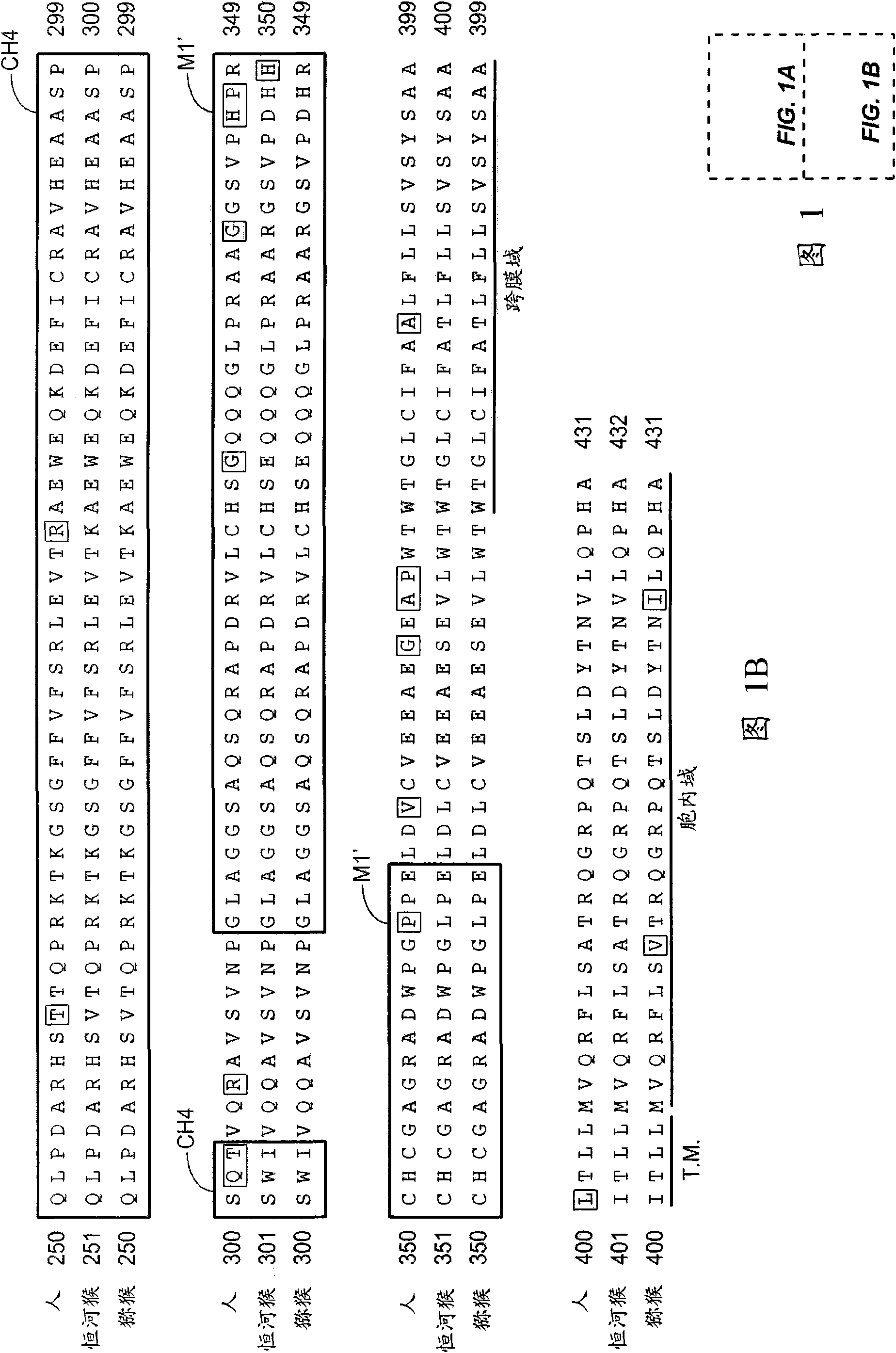 Apoptotic anti-ige antibodies