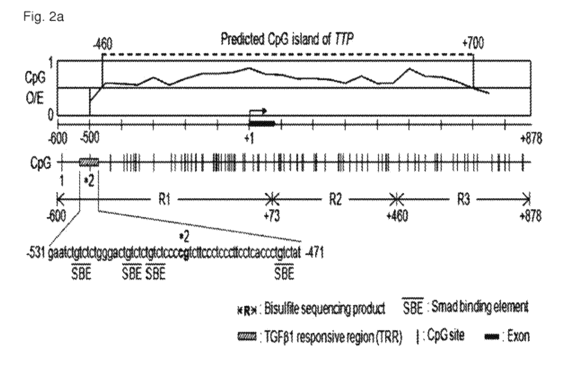 Method for diagnosis/prognosis of cancers using an epigenetic marker consisting of a specific single CpG site in TTP promoter and treatment of cancers by regulating its epigenetic status