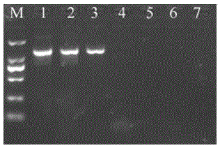 Carp herpes virus detection kit and detection method thereof