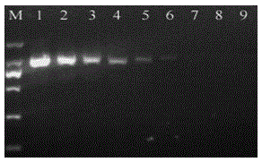 Carp herpes virus detection kit and detection method thereof