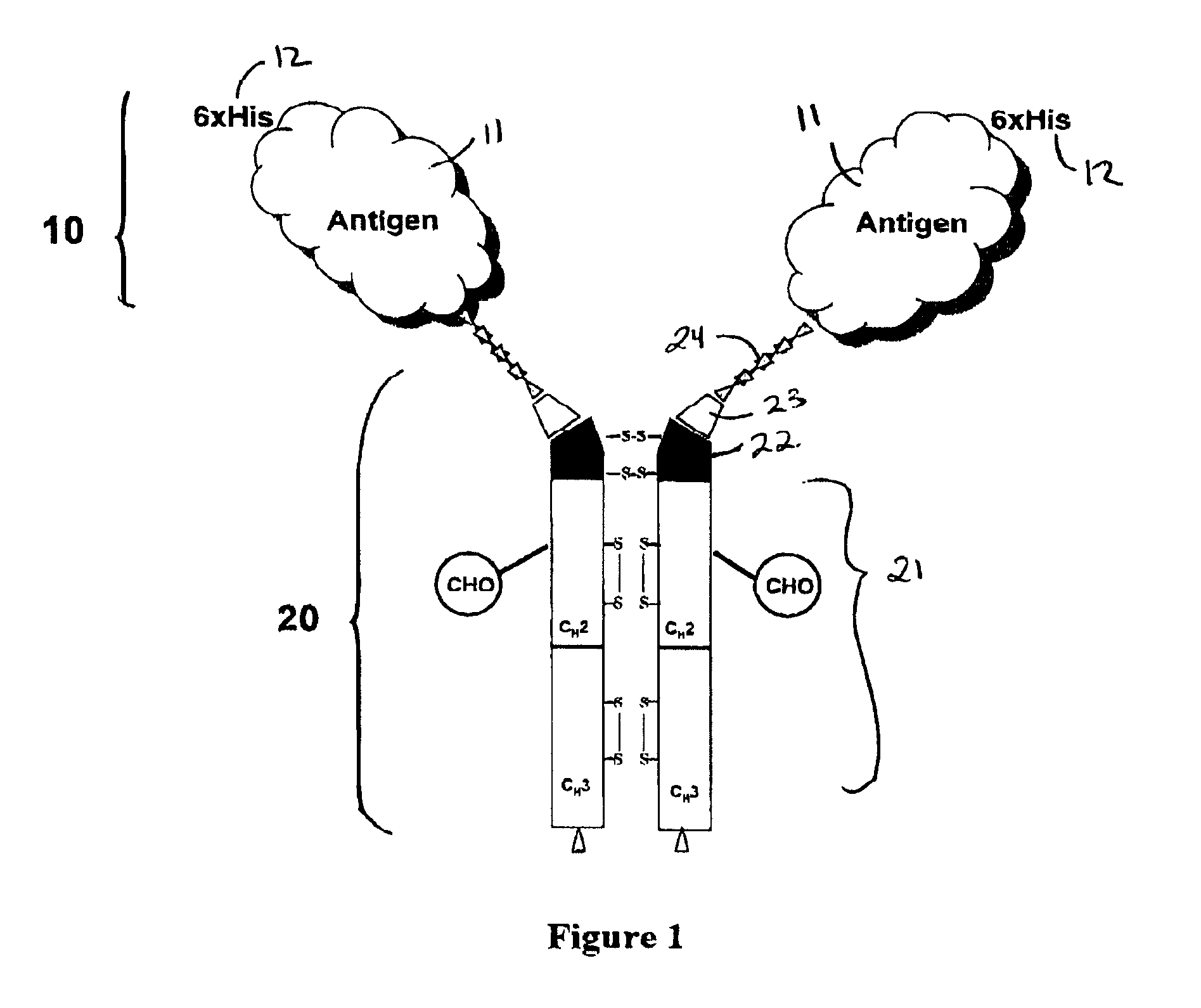 Antigenic compositions and use of same in the targeted delivery of nucleic acids