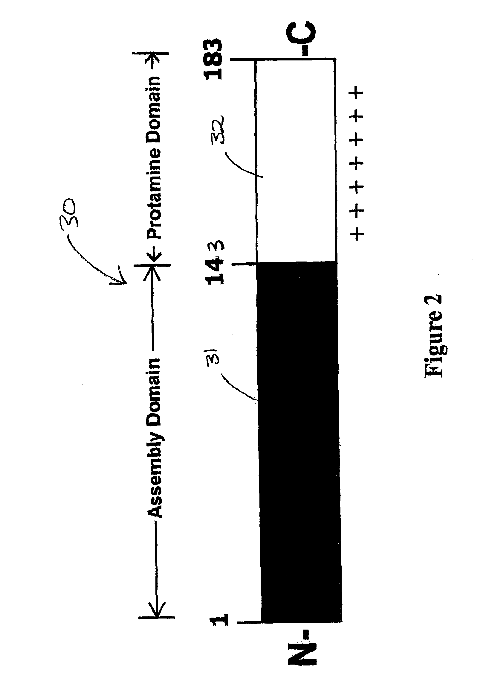 Antigenic compositions and use of same in the targeted delivery of nucleic acids