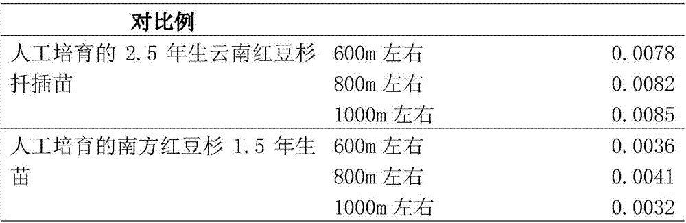 Planting method for taxus chinensis