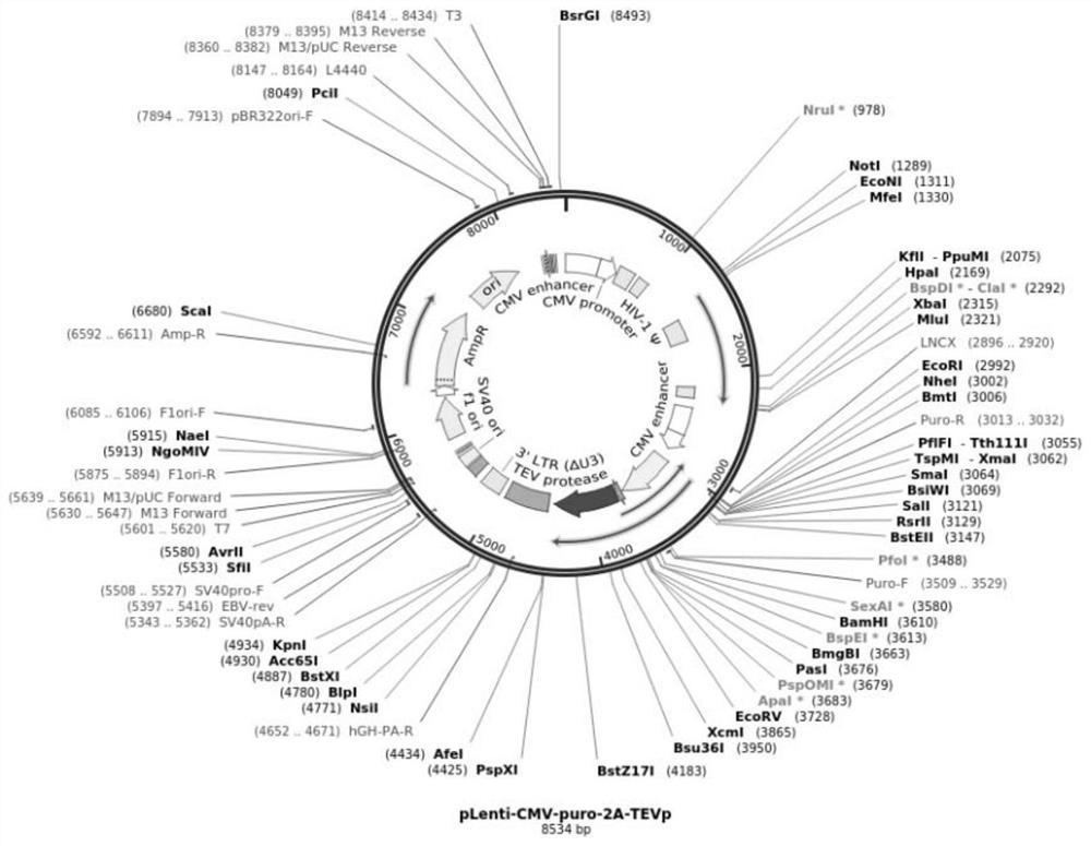 Proteolysis targeting virus, live vaccine thereof, preparation method of proteolysis targeting virus, preparation method of live vaccine, application of proteolysis targeting virus, and application of preparation method