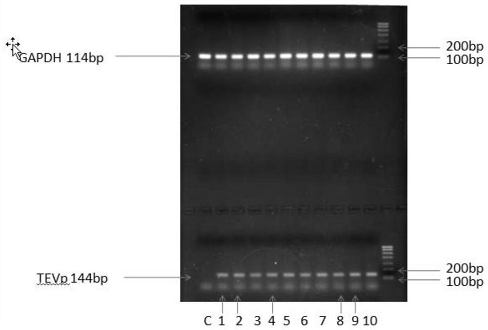 Proteolysis targeting virus, live vaccine thereof, preparation method of proteolysis targeting virus, preparation method of live vaccine, application of proteolysis targeting virus, and application of preparation method