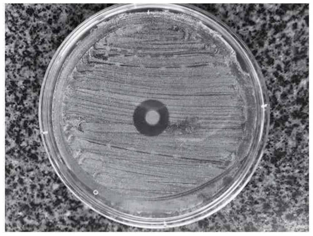 Biomass antibacterial and mildew-proof agent, incense stick containing biomass antibacterial and mildew-proof agent and preparation method of incense stick