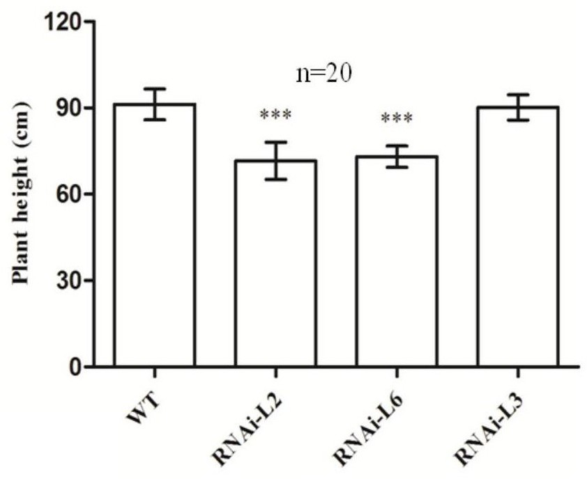 Wheat taarf12 gene and its application