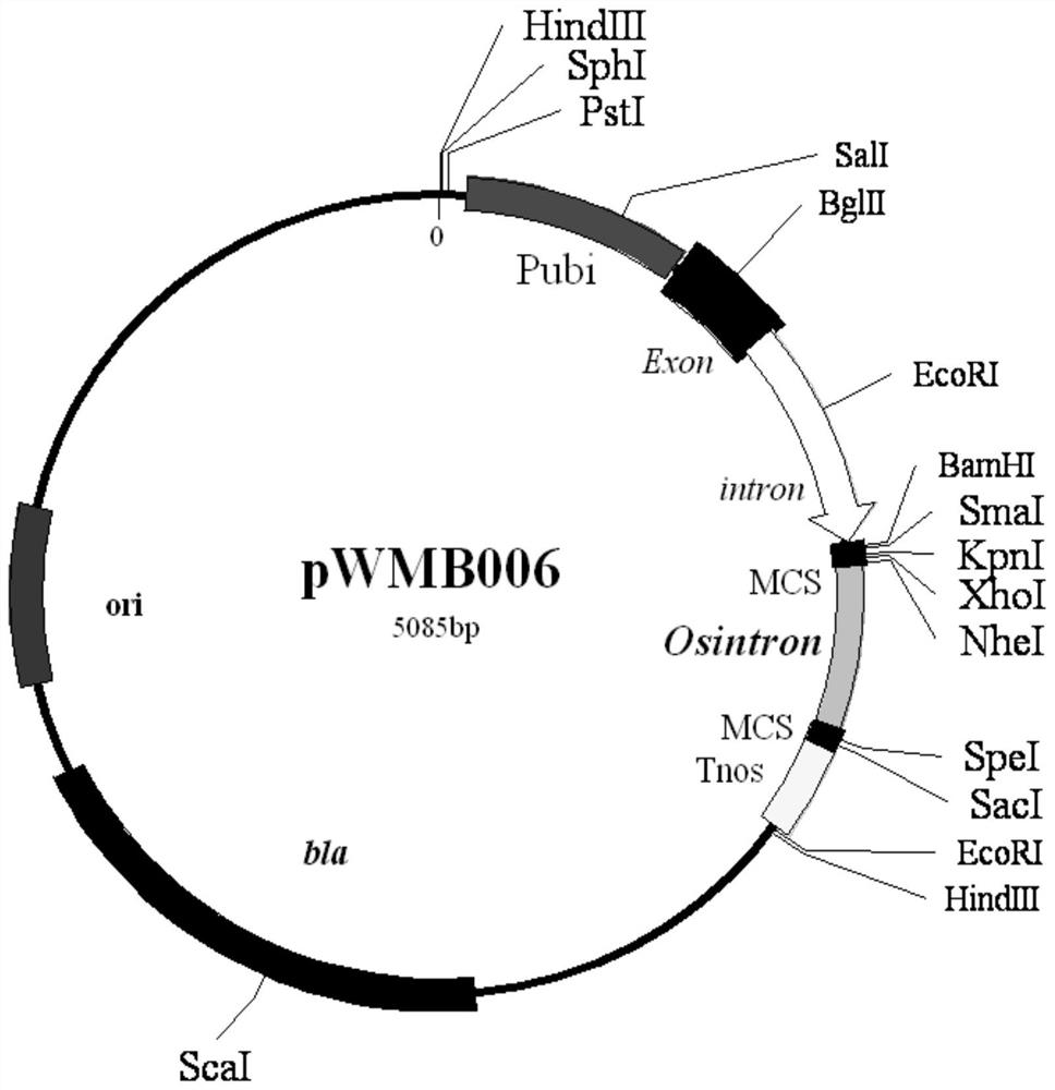 Wheat taarf12 gene and its application