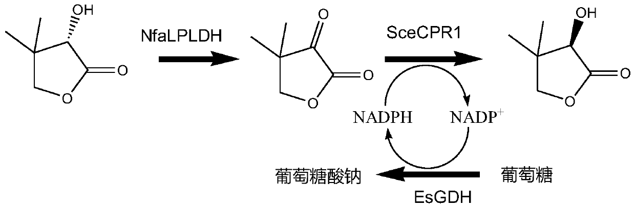 L-pantoyl lactone dehydrogenase derived from Nocardia farcinica and application of L-pantoyl lactone dehydrogenase