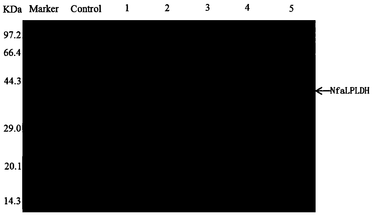 L-pantoyl lactone dehydrogenase derived from Nocardia farcinica and application of L-pantoyl lactone dehydrogenase