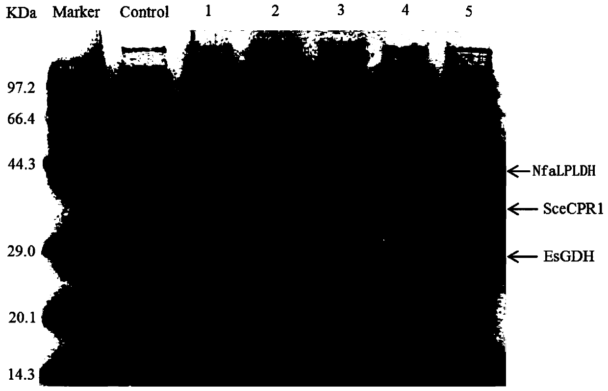 L-pantoyl lactone dehydrogenase derived from Nocardia farcinica and application of L-pantoyl lactone dehydrogenase