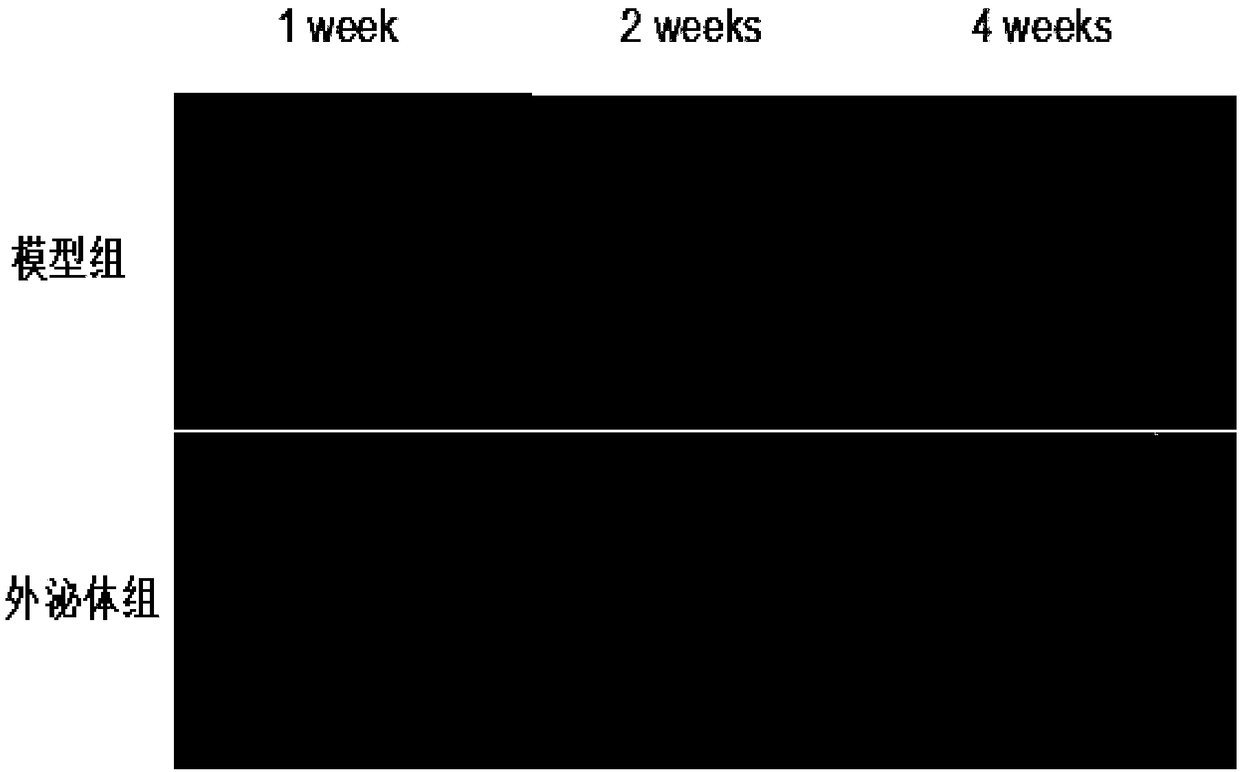 Dog MSC exosome preparation and preparing method thereof