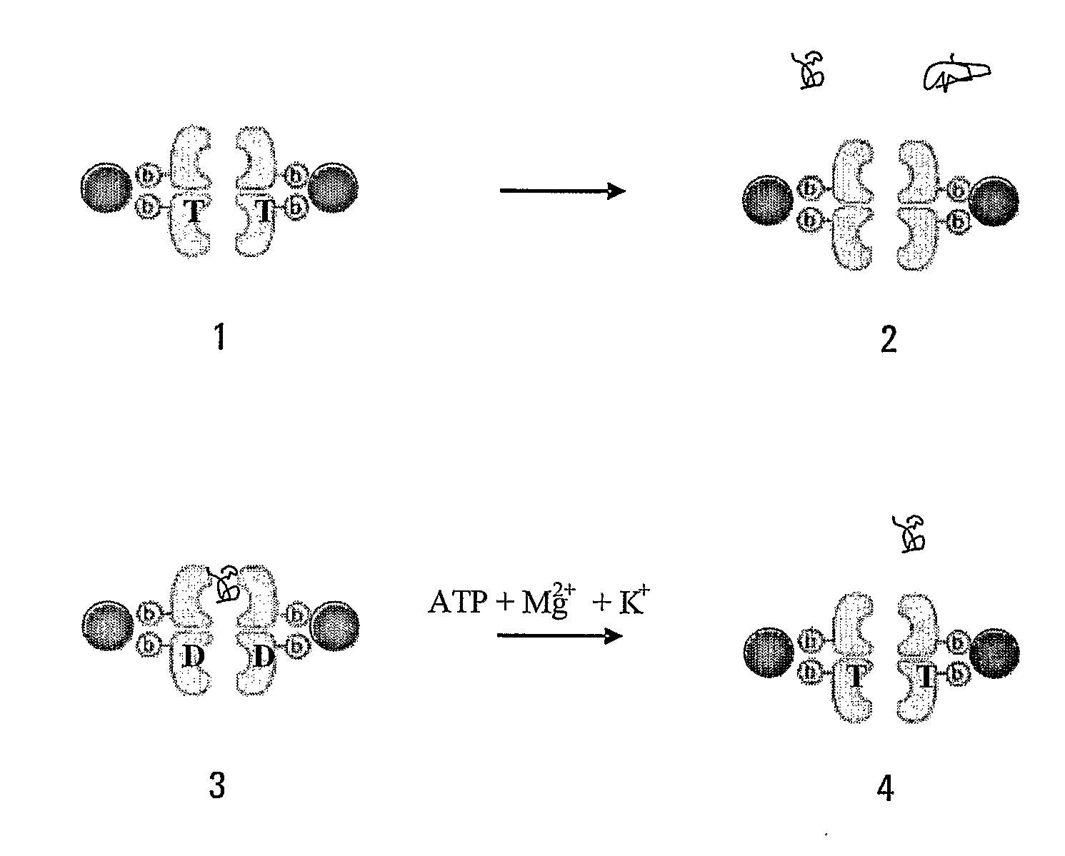 Protein separation device