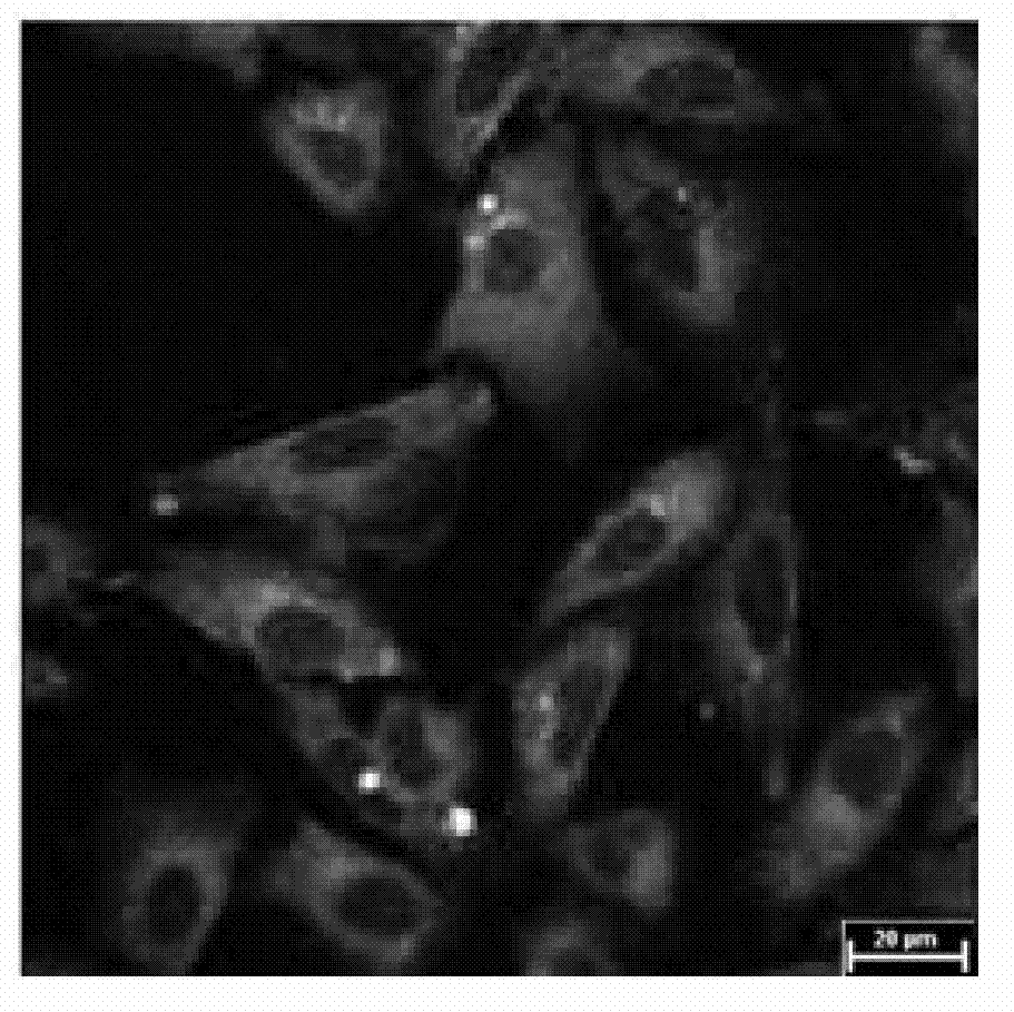 Method for preparing carbon quantum dots by using conjugated polymer and application