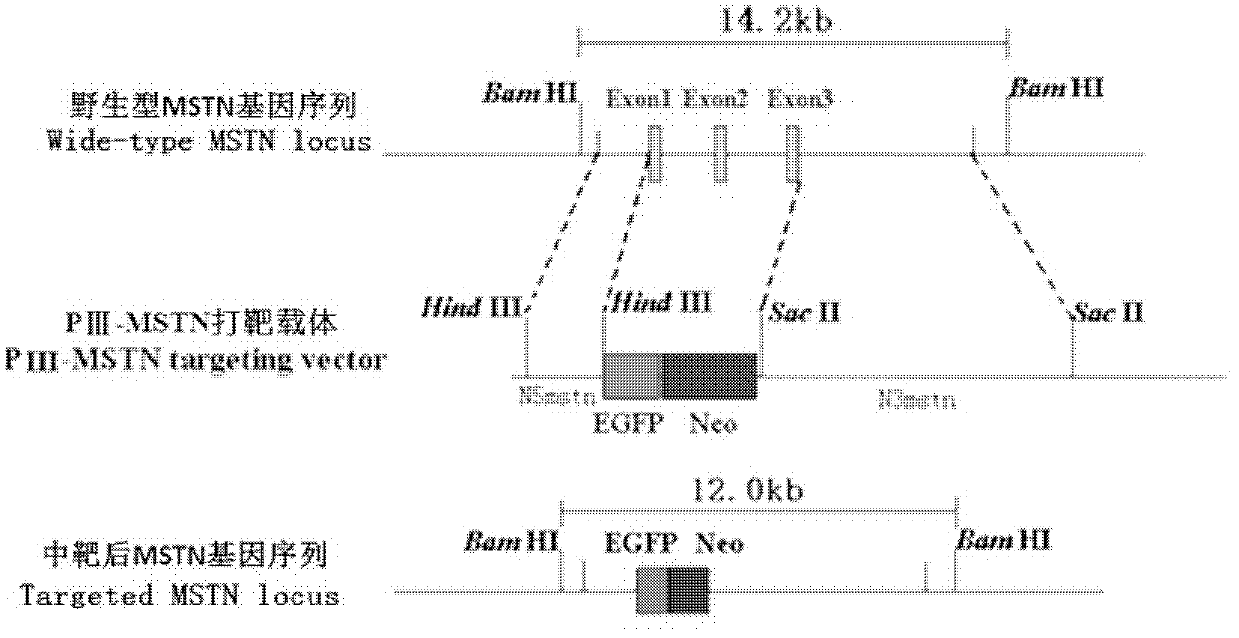 Targeting vector for knockout of bovine MSTN gene and application thereof