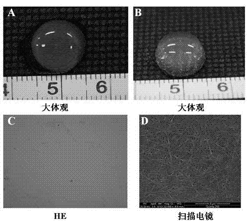 Decellularized blood vessel matrix gel, preparation method therefor and applications thereof