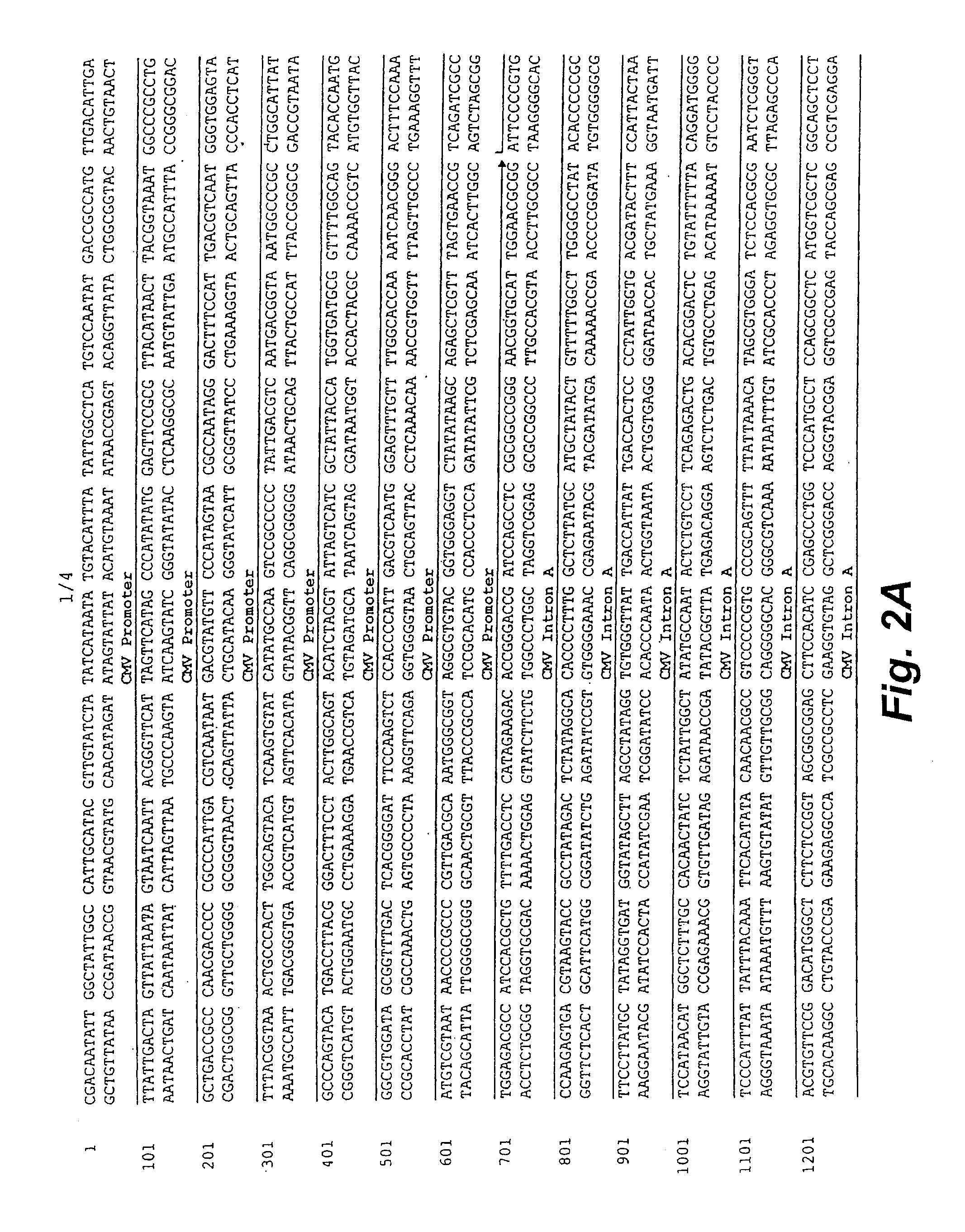 DNA expression vectors and methods of use