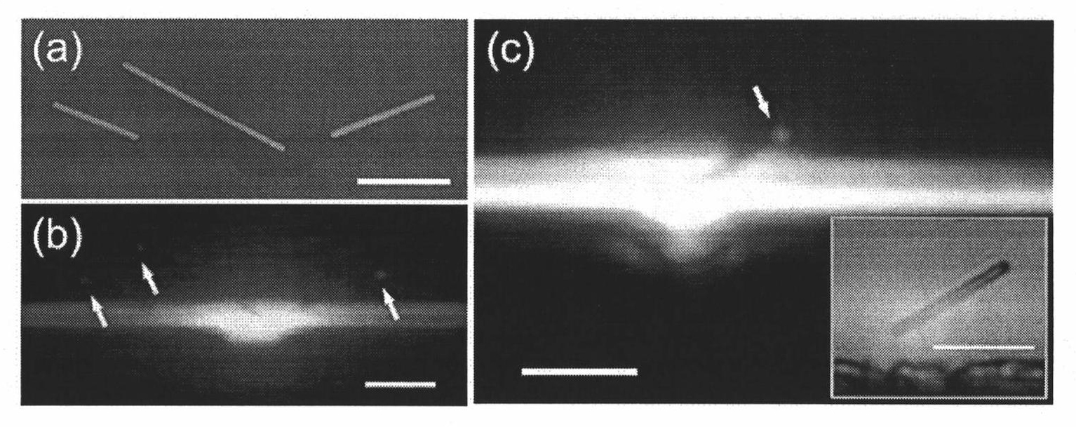 Surface plasma excitation method for chip-integrated metal nanowire