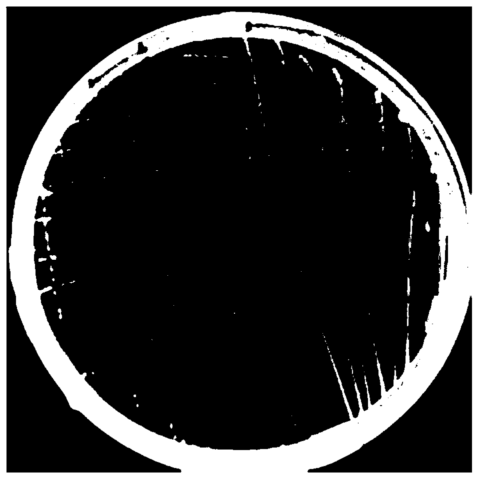 Methylobacterium sp., and isolated culture method and application thereof