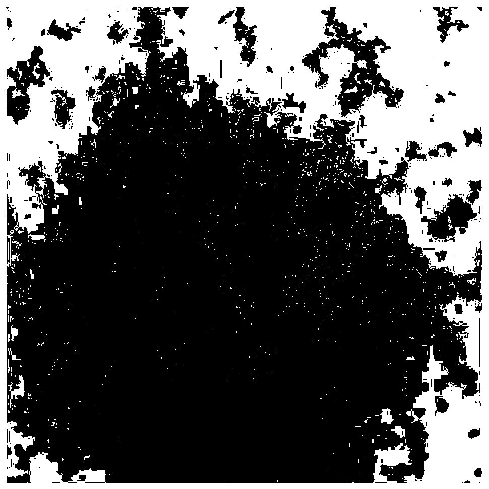 Methylobacterium sp., and isolated culture method and application thereof