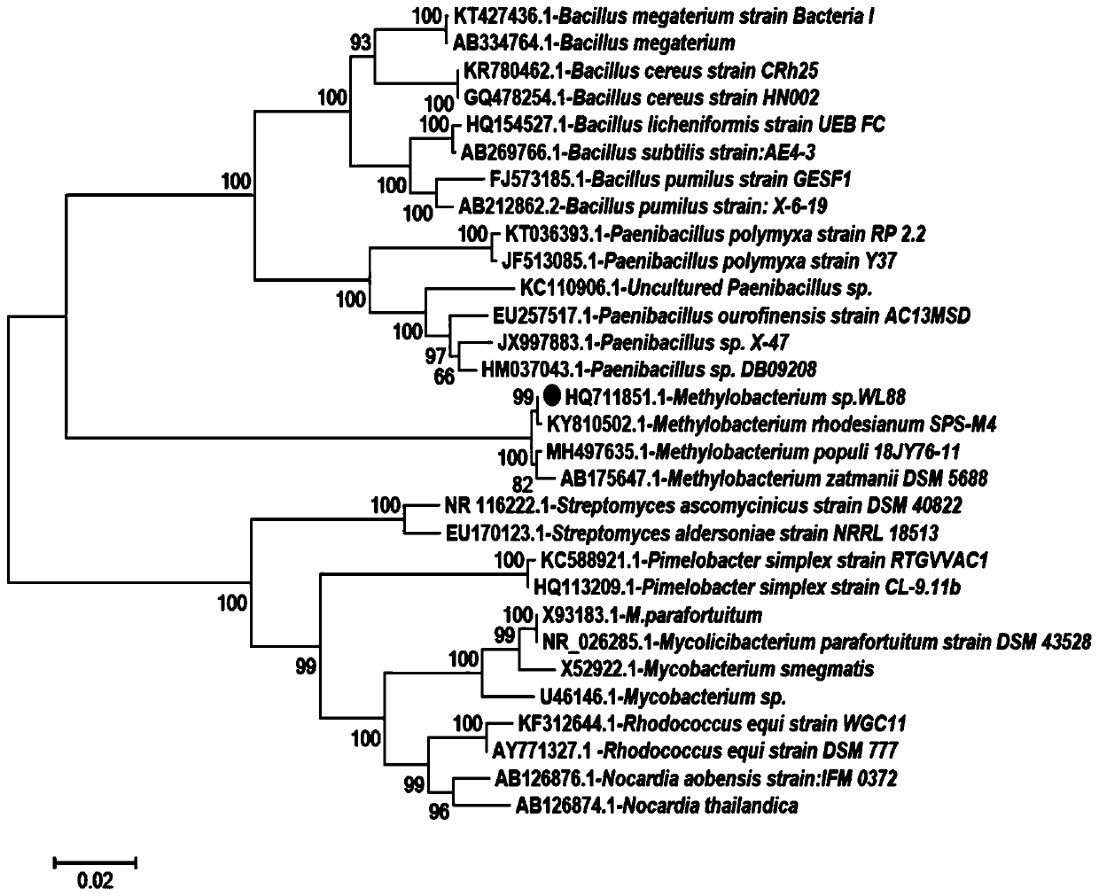 Methylobacterium sp., and isolated culture method and application thereof