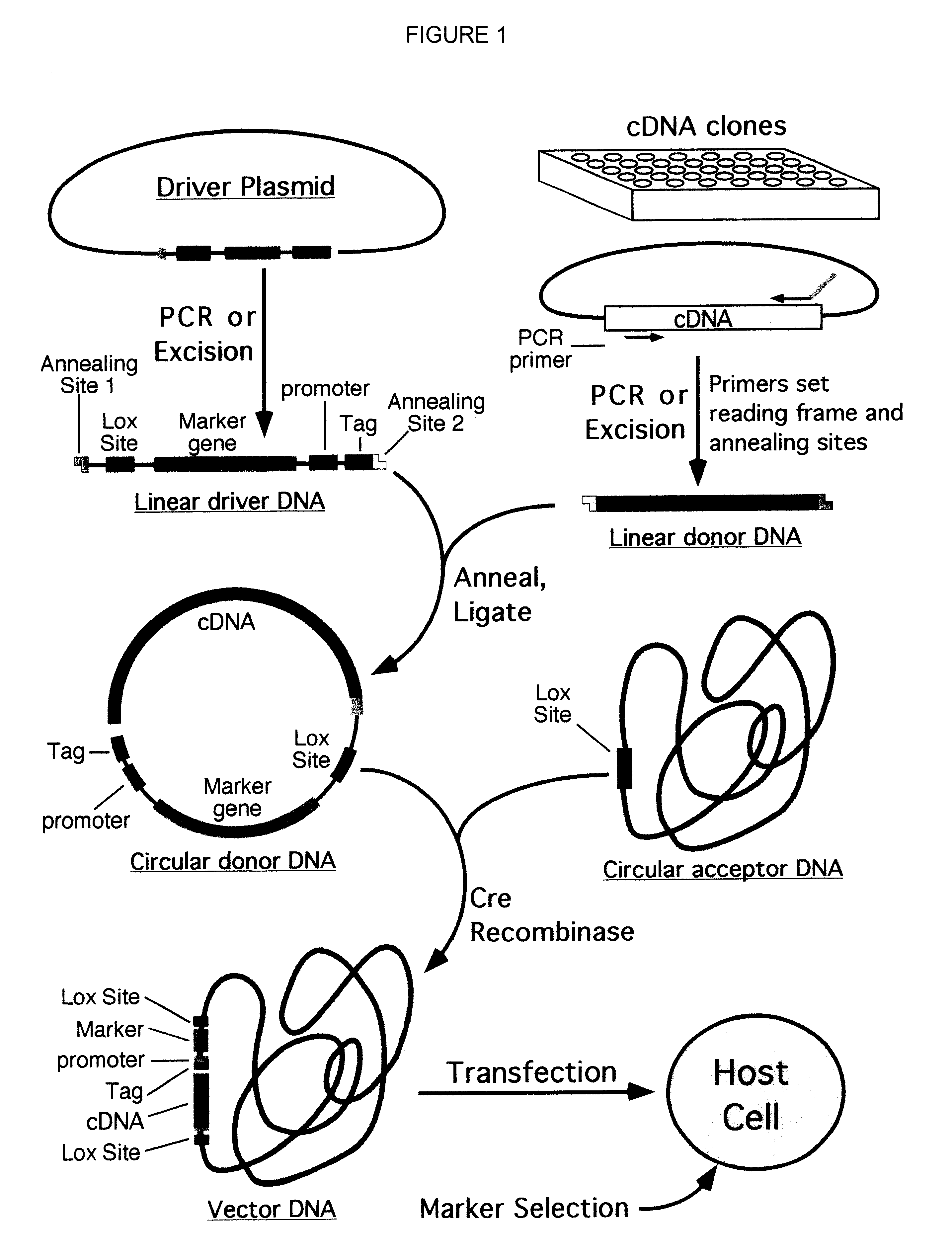 Compositions and methods for generating expression vectors through site-specific recombination