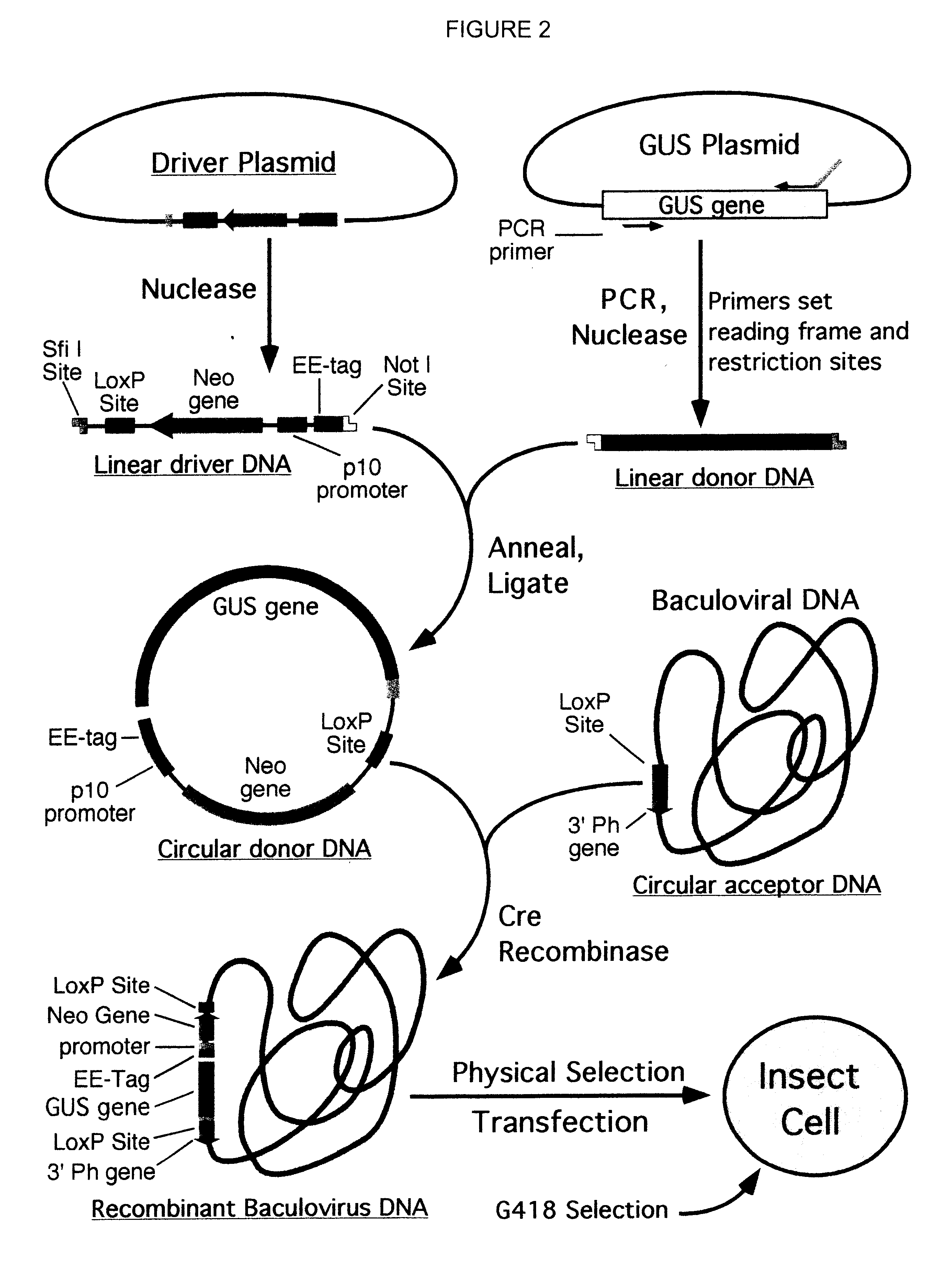 Compositions and methods for generating expression vectors through site-specific recombination