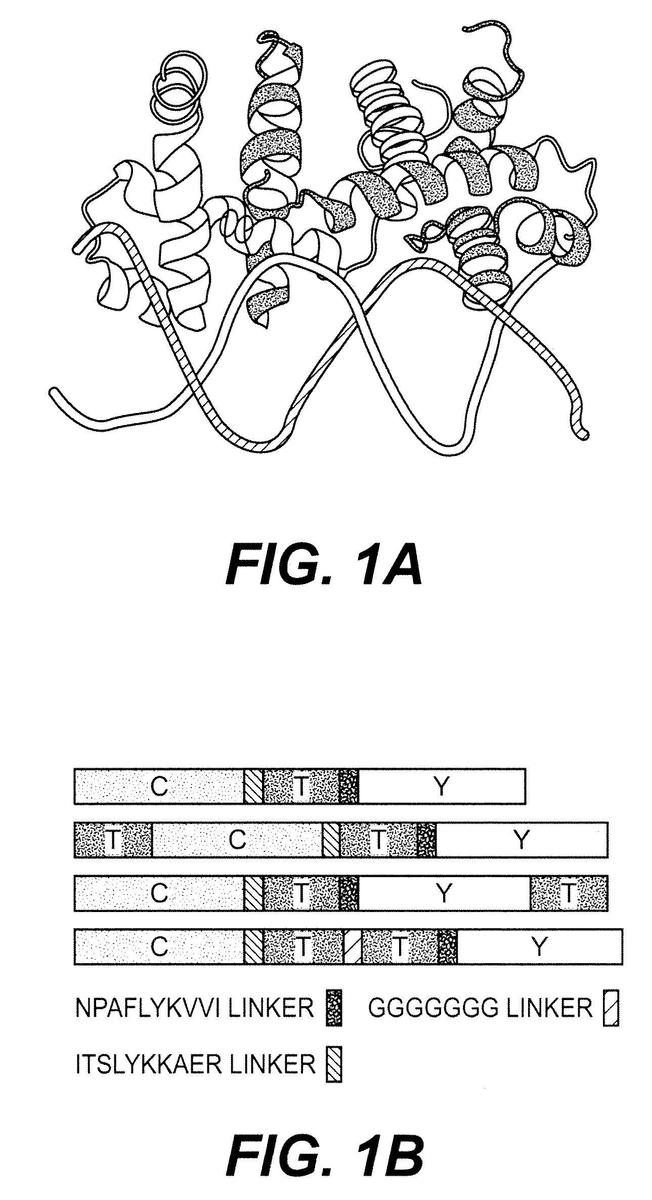 Trp/his exchange and kynurenine induced Trp transport