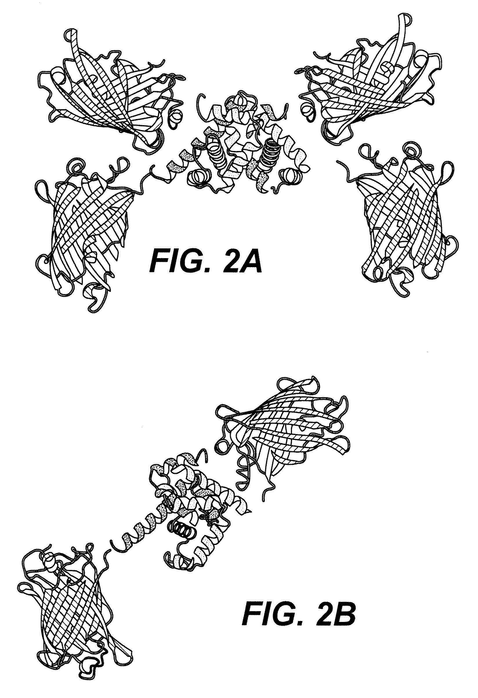 Trp/his exchange and kynurenine induced Trp transport