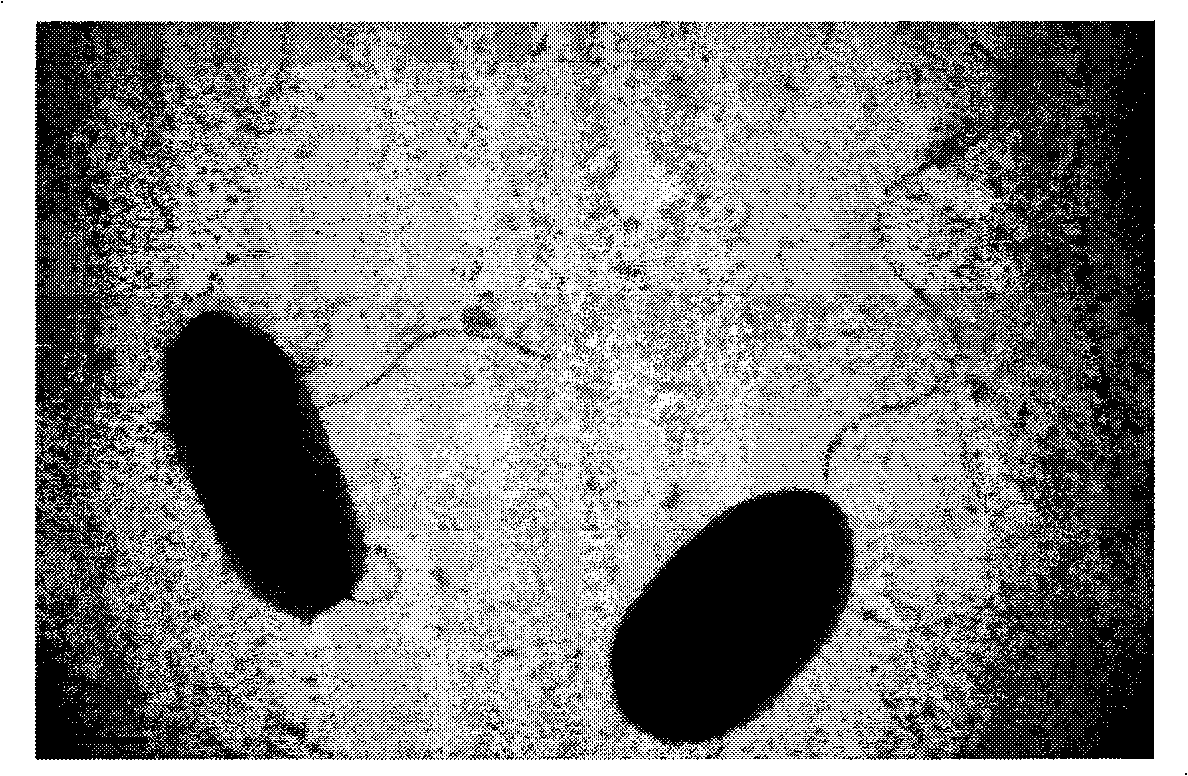 Pseudomonad ZCJ bacterial strain applied to nicotine degradation of tobacco and screening method and application thereof