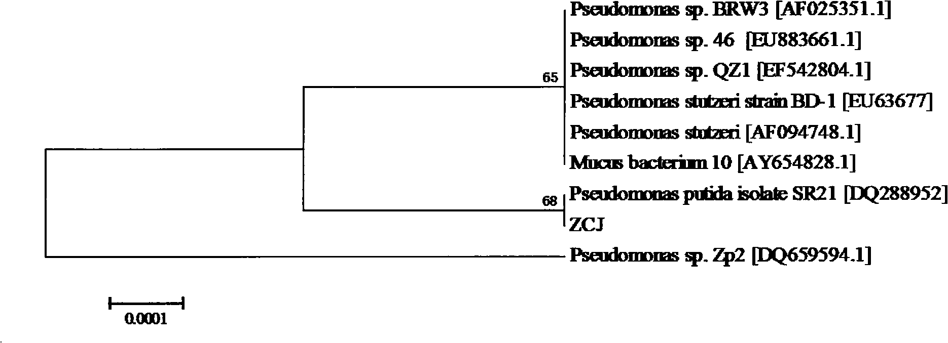 Pseudomonad ZCJ bacterial strain applied to nicotine degradation of tobacco and screening method and application thereof