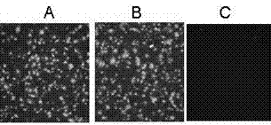 Establishment of hybridoma cell strain for secreting duck NDV (newcastle disease virus)-resisting isolate monoclonal antibody