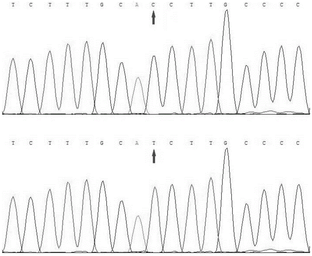 A method for identifying pig backfat thickness and its special primer pair